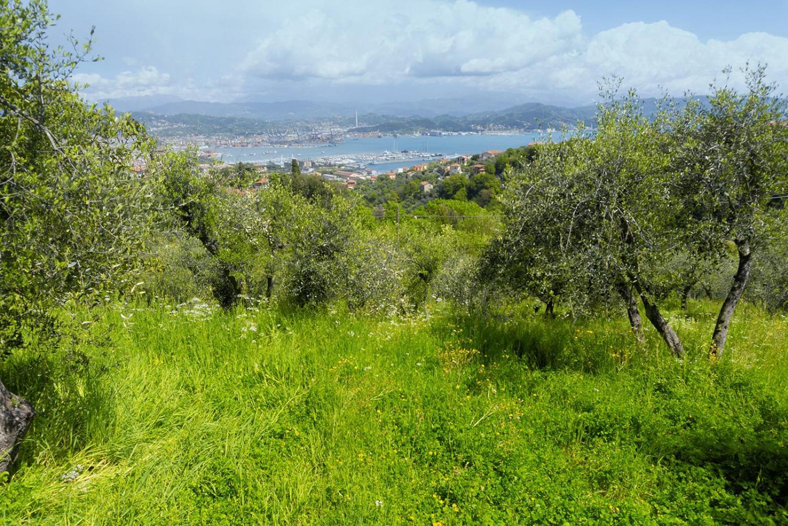 Gli Ulivi Sul Golfo E Le 5 Terre Lejlighed La Spezia Eksteriør billede