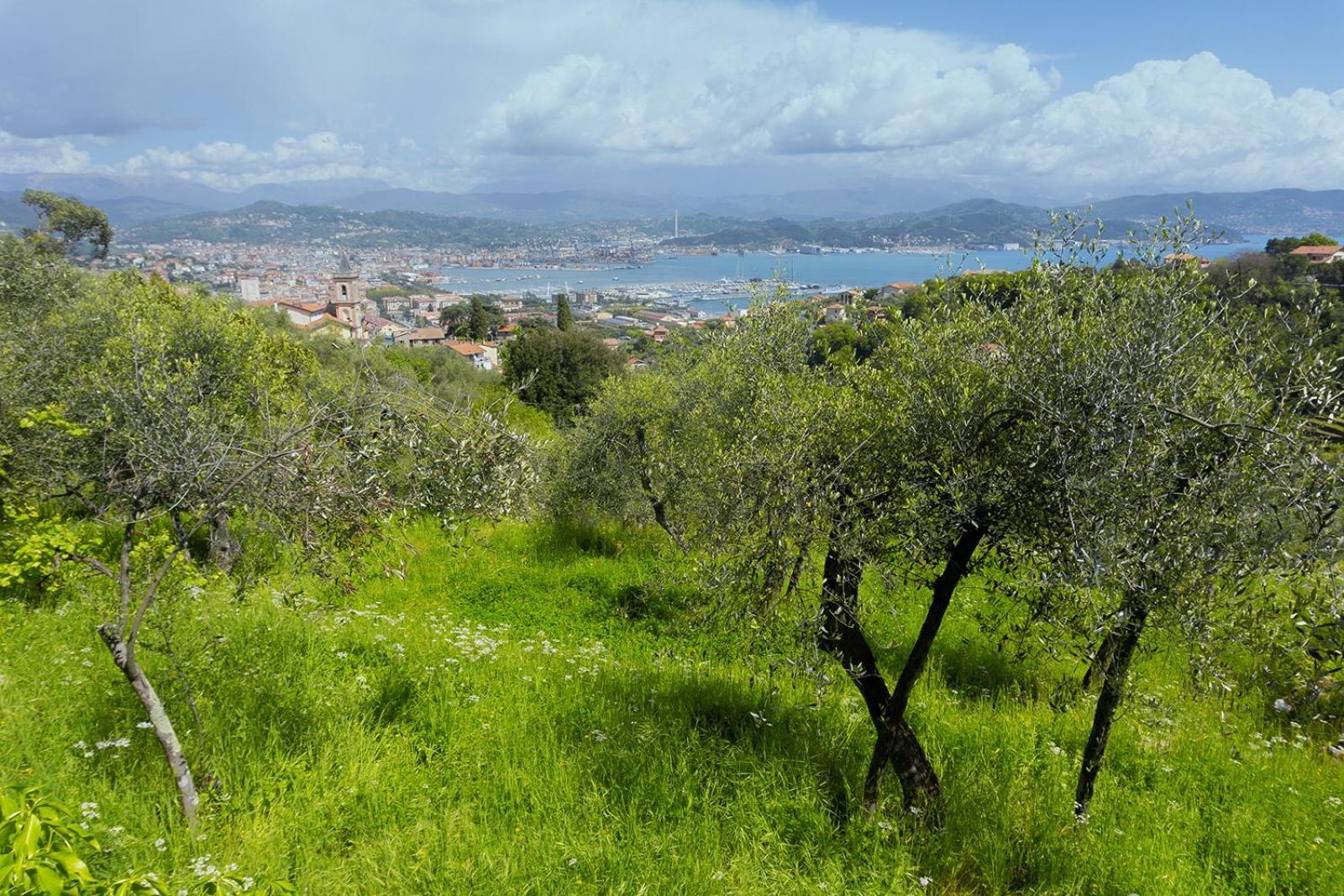 Gli Ulivi Sul Golfo E Le 5 Terre Lejlighed La Spezia Eksteriør billede